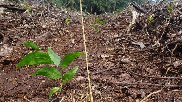 An acacia seedling planted out in cleared Sumatran rainforest for paper pulp production.