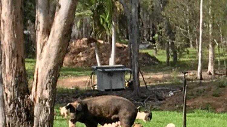 A horde of hungry pigs and piglets left an Eatonsville woman and her elderly mother terrified when they swarmed on her property in search for food. Picture: Contributed