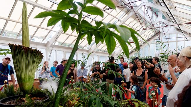 People line up to catch a glimpse of the corpse flower as it begins to bloom in Sydney for the first time in 15 years. Picture: NewsWire / Nikki Short