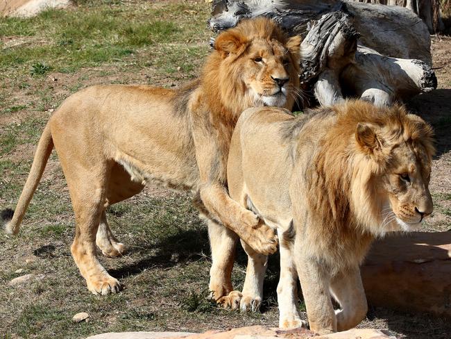 First look at the lion and cheetah enclosures inside Sydney Zoo in Bungarribee in Sydney's west, the first zoo to open in Sydney in over 100 years. Four lion siblings brought in from Taronga Western Plains Zoo in Dubbo get familiar with their new surroundings. Brothers Karoo, Virunga, Sheru and Bakari make themselves comfortable. Picture: Toby Zerna