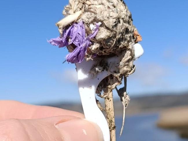 Seagulls have become ‘flying trash cans’ as they forage for food and gobble up single use plastics and regurgitate them in reserves and conservation areas. The stomach-turning study by IMAS researcher Lillian Stewart shows the single-use plastics sent to landfill become part of a breed of gull’s foraging diet.  Picture: IMAS