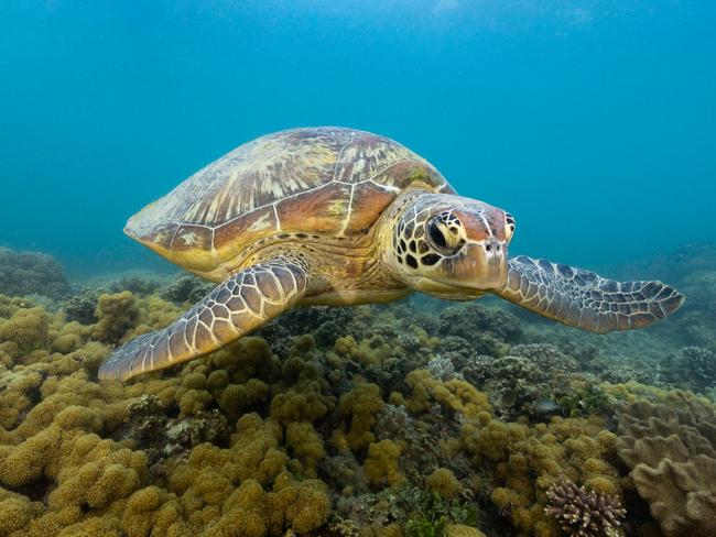 The Great Barrier Reef has been identified as an area that needs concentrated campaigns in the international tourism market.