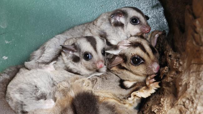 Four-month-old mahogany gliders Mel and Leuca hitch a ride on their mother Pip's back. Picture: Brendan Radke