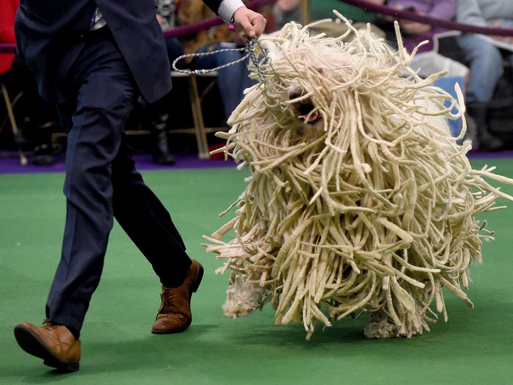 A Komondor is seen in the judging ring February 16, 2016 in New York during Day Two of competition at the Westminster Kennel Club 140th Annual Dog Show. / AFP / Timothy A. CLARY