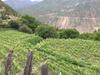 Treasury Wine’s bold move in China