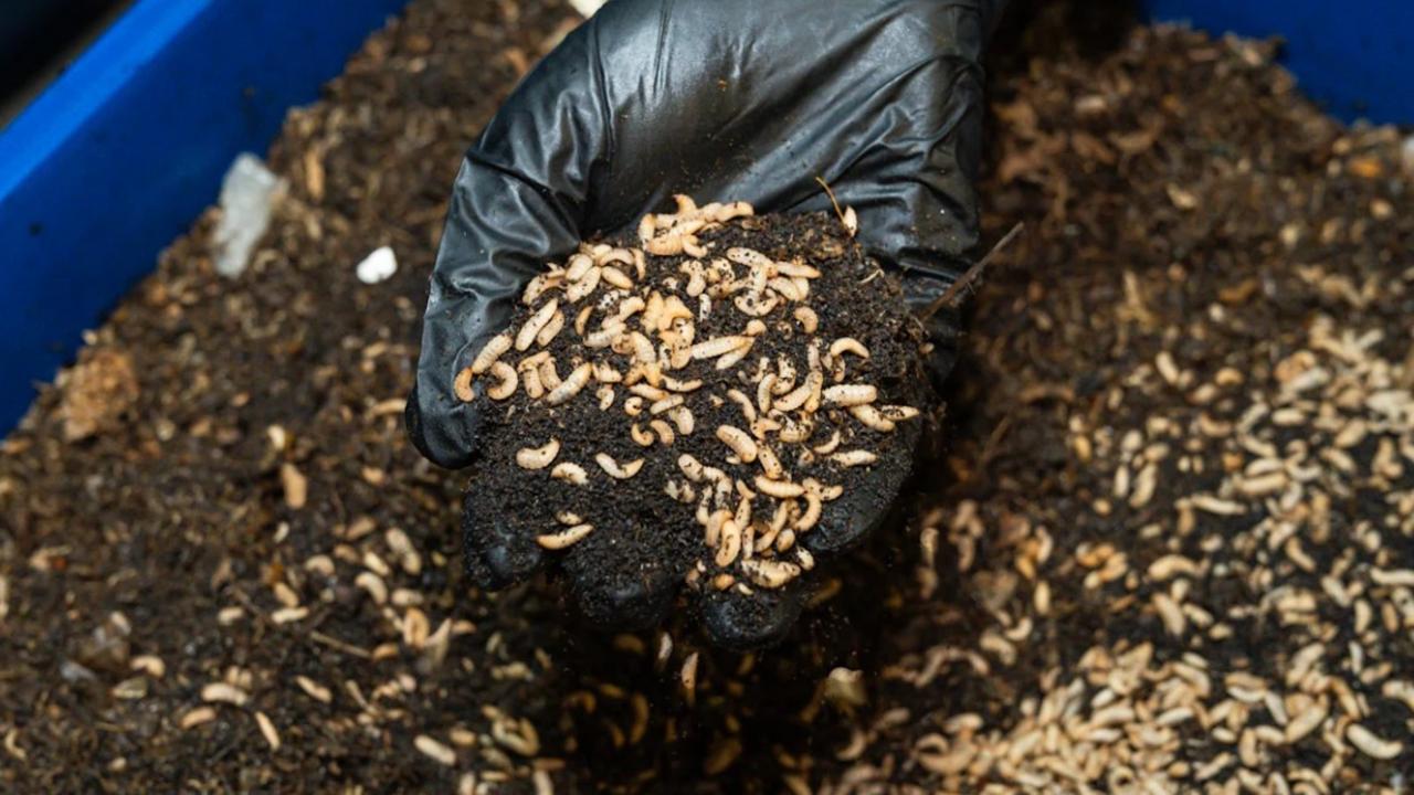 City turns to worm-like bugs in waste ‘war’