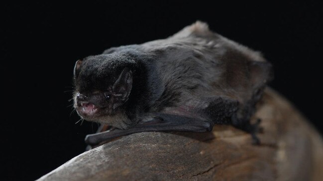 A Gould’s wattles bat. Picture: Duncan MacKenzie