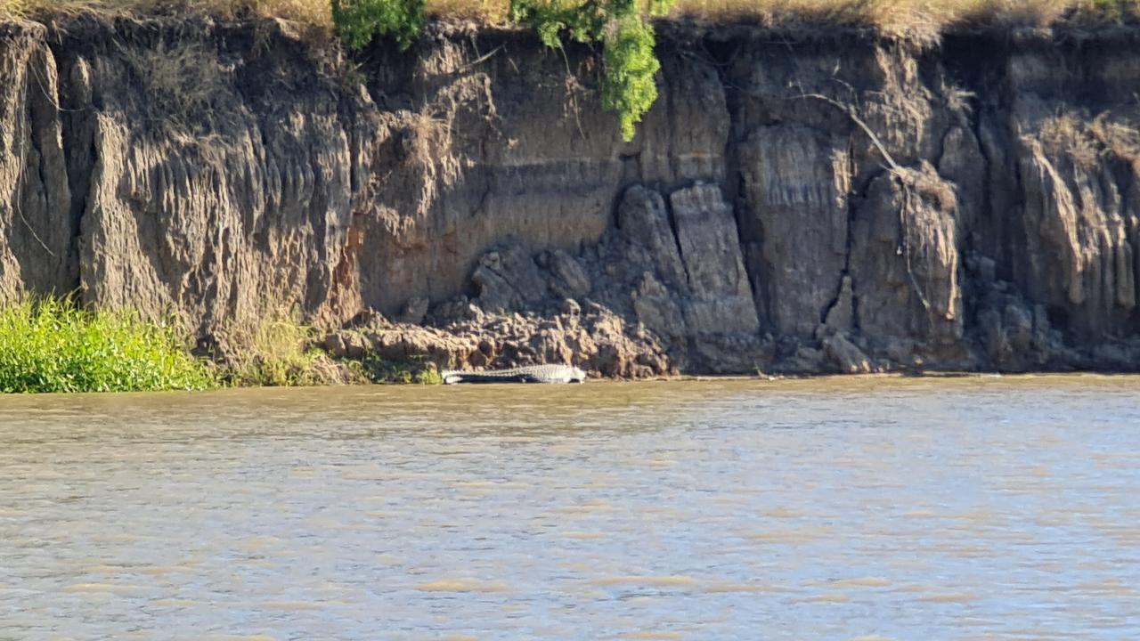 The 4.5m croc was first spotted on the riverbank in May. Picture: Twitter