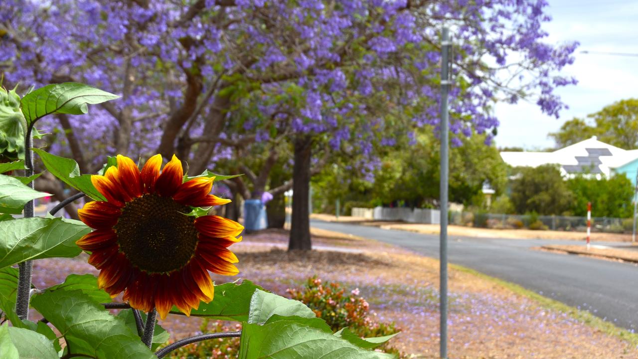 November 4, cars lined the streets of Goombungee, however numbers dissipated in the afternoon due to the cancellation of the 2023 Jacaranda Fest.