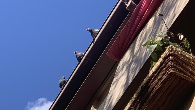 Lora Stock has fed birds from her apartment balcony for three decades has been ordered to stop amid a neighbourhood flap over the smell and mess