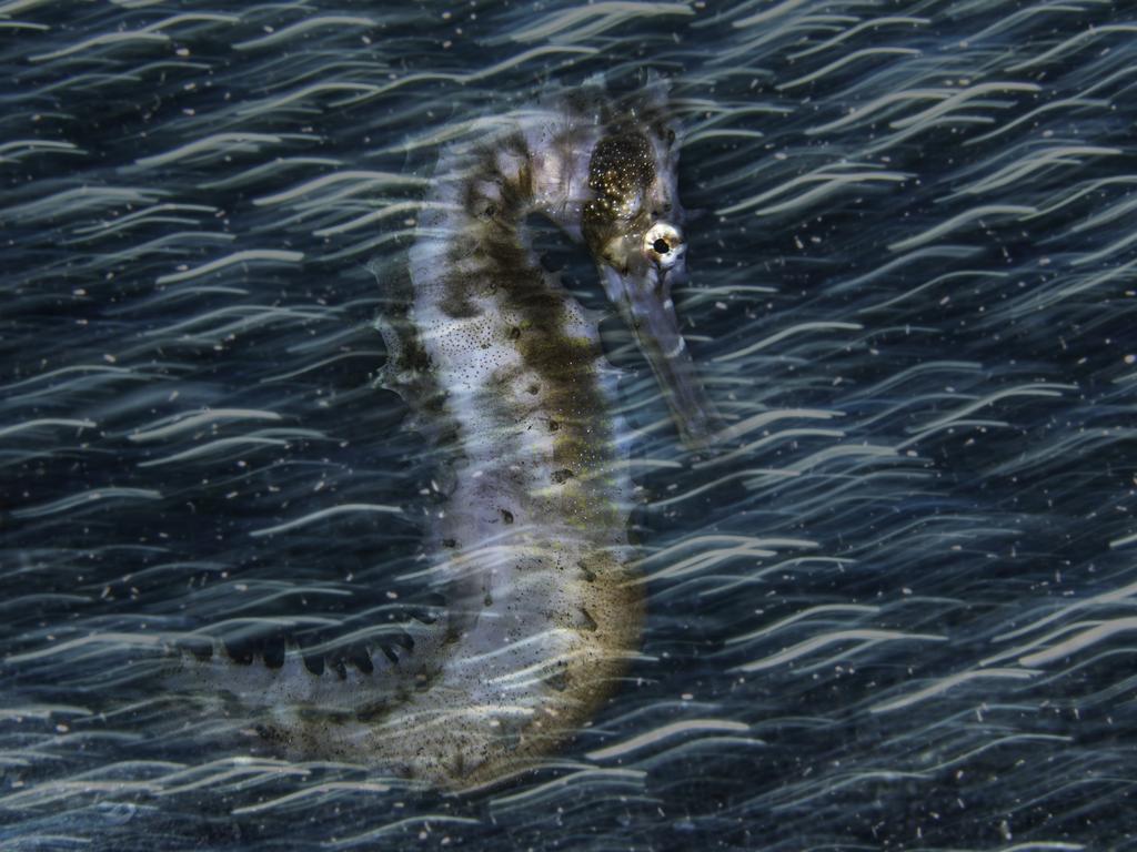 Commotion in the Ocean depicts a thorny seahorse. Picture: Nur Tucker/Underwater Photographer of the Year 2020