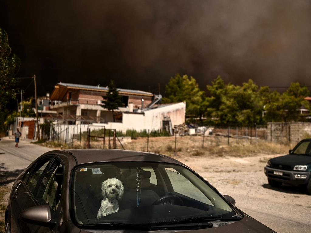 A dog sits in a car as a wildfire spreads in Acharnes, north of Athens. Picture: Angelos Tzortzinis / AFP