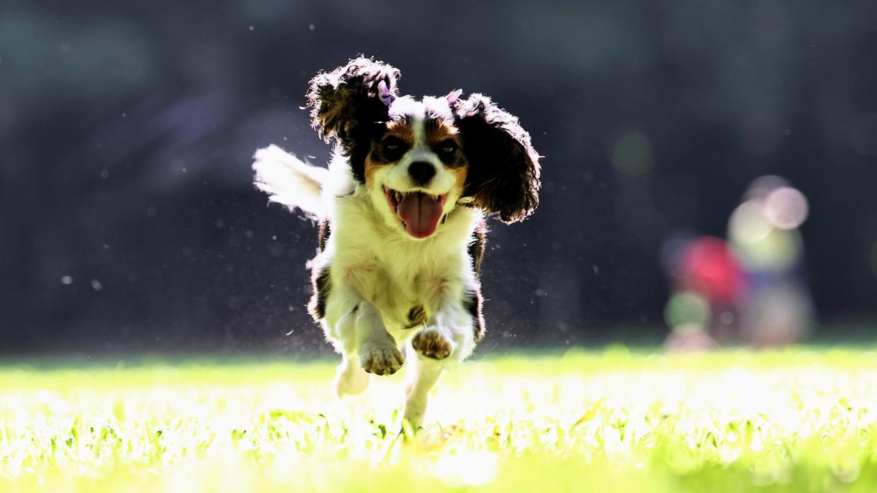 King Charles Cavalier Rosie has been voted Far North Queensland's cutest dog by Cairns Post readers. Rosie gets some love from her owner, 11 year old Ruby Campbell. Picture: Brendan Radke