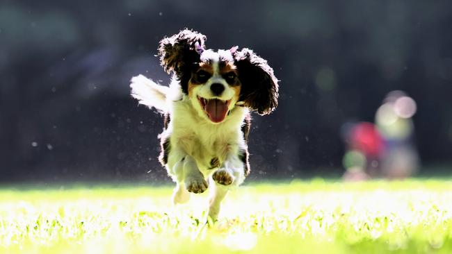 King Charles Cavalier Rosie has been voted Far North Queensland's cutest dog by Cairns Post readers. Rosie gets some love from her owner, 11 year old Ruby Campbell. Picture: Brendan Radke