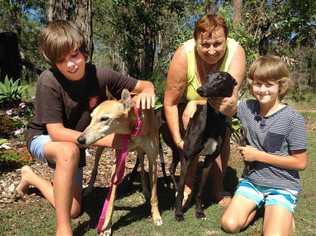 IN THE HUNT: Magic Display (right) with trainer Evelyn Harris, grandsons Zac and Jackson Cogden and grandmother greyhound Sally. Magic Display will contest the Golden Easter Egg final tonight, having won its semi-final (pictured below on right) from Buckle Up Wes (middle) and Ritza Hattie (left) at Wentworth Park last Saturday. PHOTOS: DEBRAH NOVAK/GREYHOUND RACING NSW