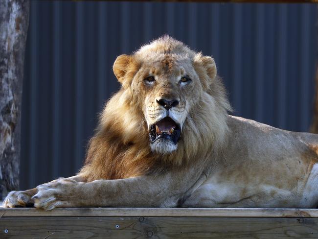 Six lions from Stardust Circus in Sydney were relocated to the Central Coast. Picture: Sam Ruttyn