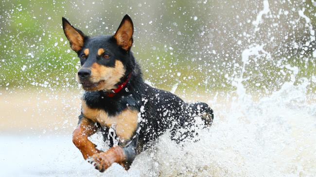 Working dog Frank gets a morning workout at Stumers Creek, north of Coolum. Photo: Lachie Millard