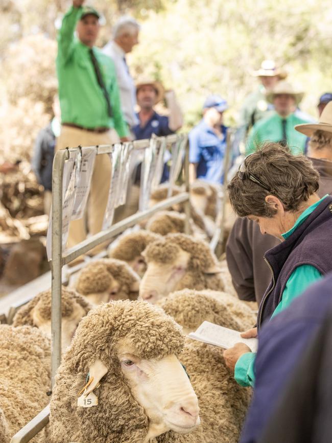 Charinga ram sale action. Picture: Zoe Phillips