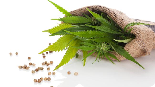 Cannabis plant and hemp seeds, which are now sold in health food shops around Australia.