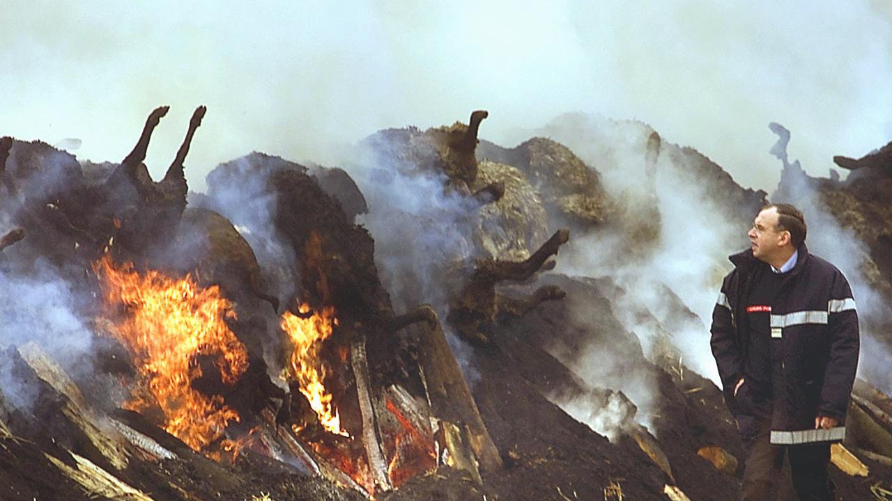 When foot and mouth disease spread in Europe in 2001, piles of cows burned. Picture: AP / Michel Spingler