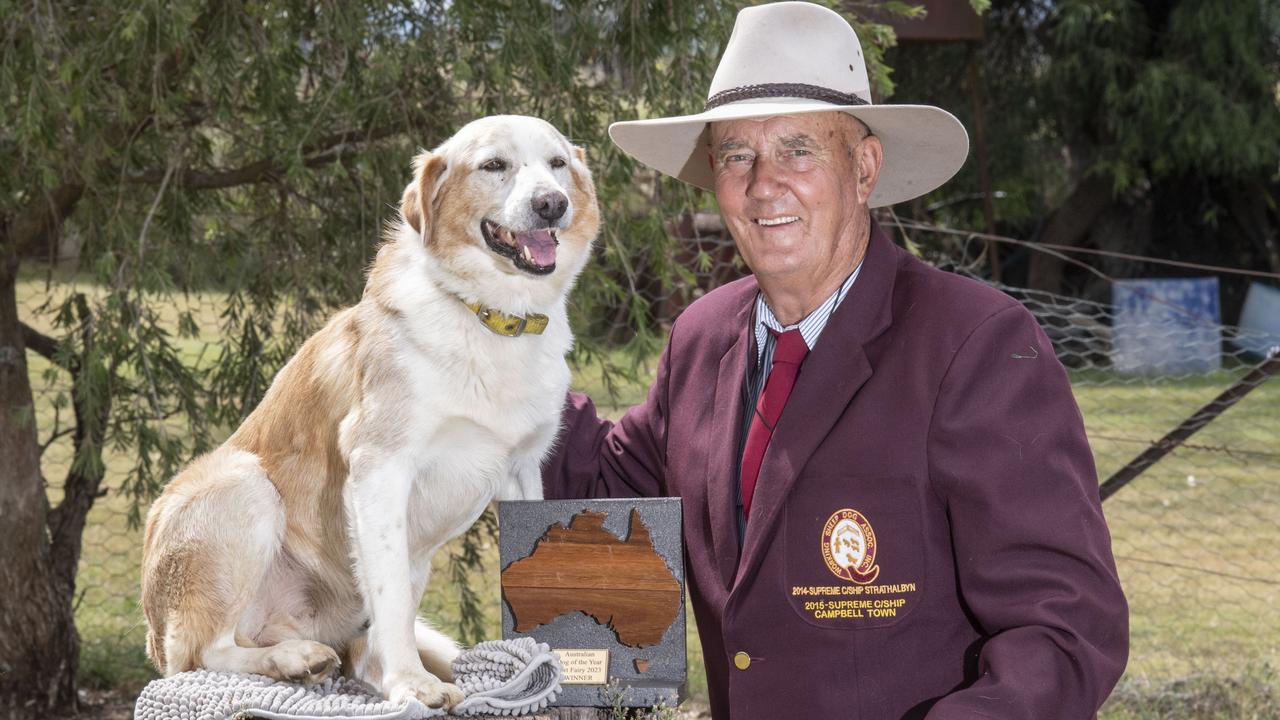 Roy Potticary and border collie Delrae Eddie have taken out the Dog of the Year award at the 2023 Commonwealth Championship Sheepdog Trials. Picture: Nev Madsen