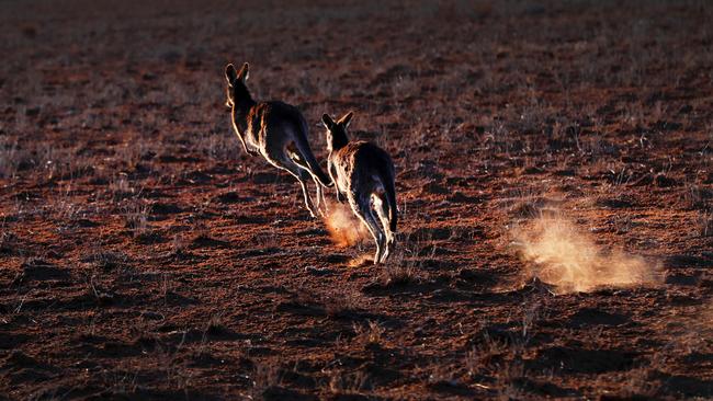 Kangaroos head through drought-hit land. Picture: Nigel Hallett