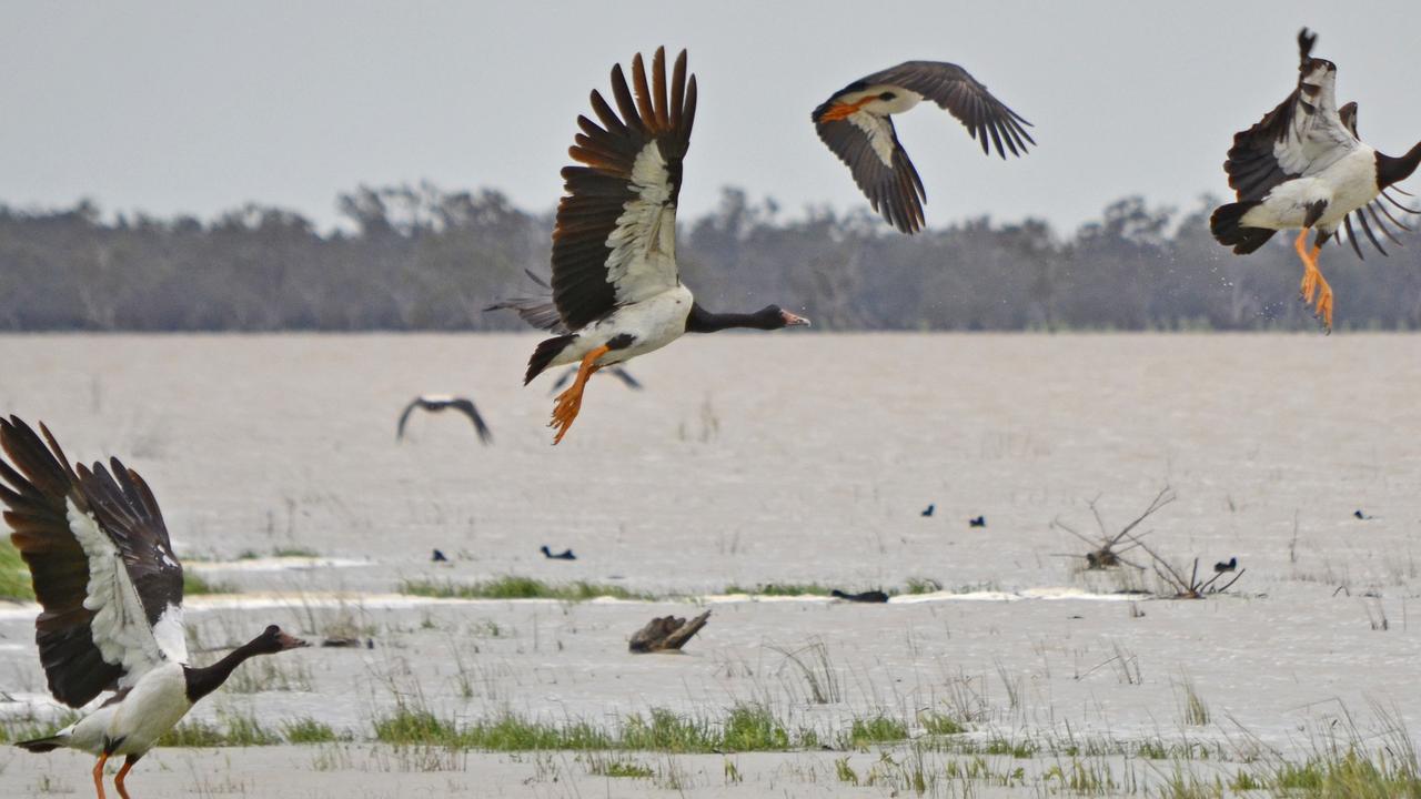 Magpie goose bag limit, season length changes | NT News