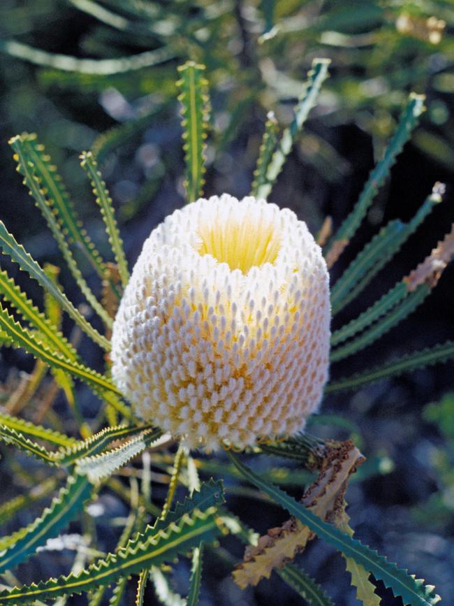 Banksia Hookeriana.