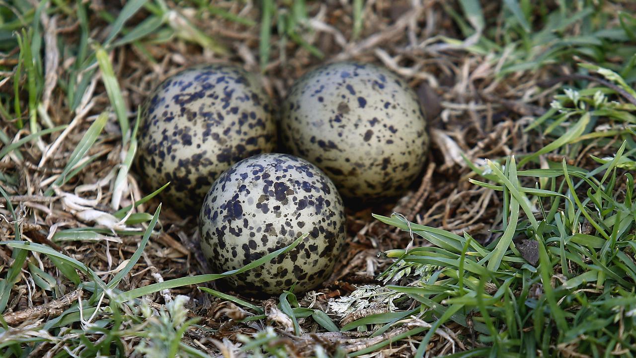 Plover birds at Mascot Oval have been attacking footy players | Daily ...