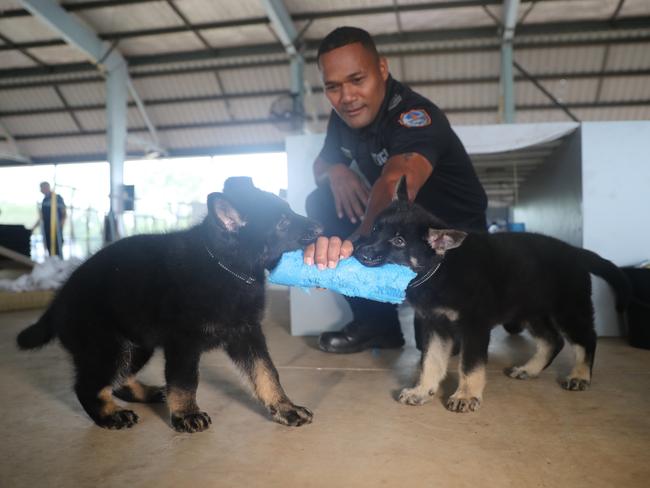 NT Police Dog Operations Unit officer Riva Zio with the squad's newest recruits, Axe and Jax.