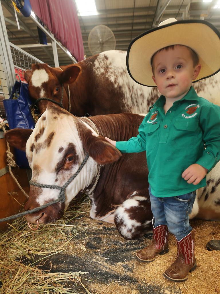 Archie Wickham, 3, from Lake Bogga, with Australian Short Horn Junior Champion and Grand Champion cow Roly Park Tasmania, Lake Bogga at the Royal Melbourne Show. Picture: Yuri Kouzmin