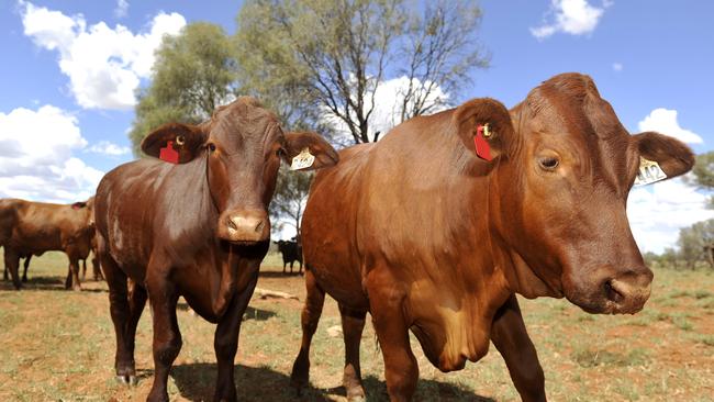 Federal Agriculture Minister Murray Watt said Australia was providing vaccines to Indonesia to help in the fight against LSD and FMD.