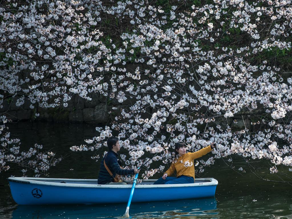 A couple row a boat past cherry blossom on Chidorigafuchi Moat, one of twelve moats that surround the Japanese Imperial Palace, on March 25, 2018 in Tokyo, Japan. The Japanese have a long-held tradition of enjoying the blooming of cherry blossoms. The blossom is deeply symbolic, it only lasts for around one week and marks the beginning of spring. It is claimed that the short-lived existence of the blossom taps into a long-held appreciation of the beauty of the fleeting nature of life, as echoed across the nation’s cultural heritage. Picture: Getty Images