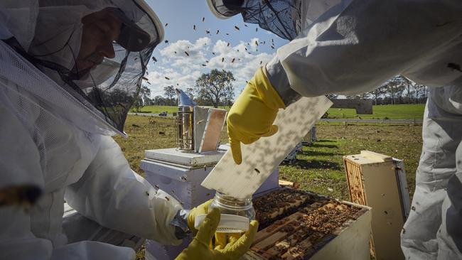 Chemical and labour costs could set producers back thousands of dollars if hives become infected with varroa mite, according to industry experts. PICTURE: Nick Cubbin