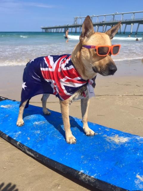 ZOE: Meet Zoe the Wonder Dog, a ball of boundless energy who surfs, skates and does tricks.