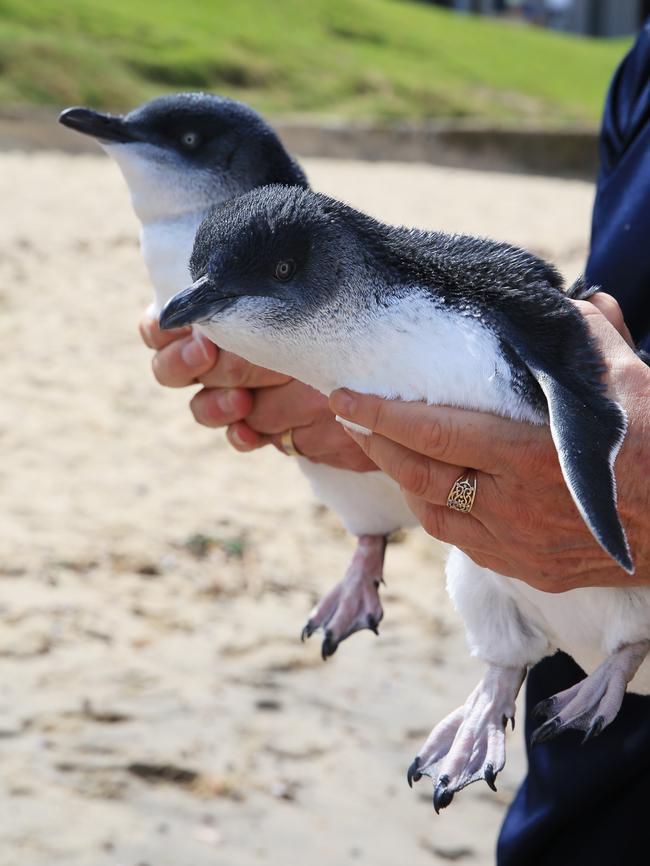 Two Little Penguins from the Manly colony back into the sea at Fairlight Beach in 2015. Picture: Toby Zerna