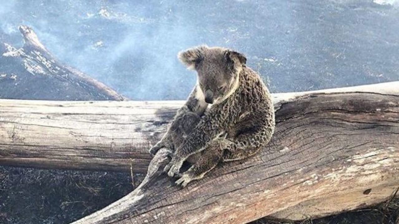 Koala and Joey Burnt in QLD Bushfire On the Road to Recovery