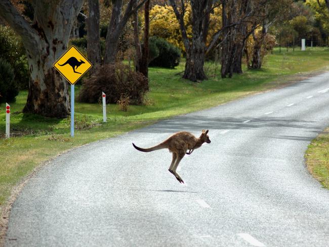 A woman has been taken to hospital after a motorcycle and kangaroo collision in Kingaroy. File Photo.