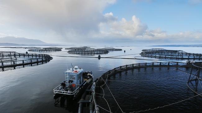 Tassal salmon pens, in Macquarie Harbour, Strahan, West Coast of Tasmania Picture: MATHEW FARRELL