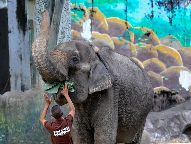 A zookeeper feeds an elephant at the Manila Zoological and Botanical Garden in Manila, the Philippines, on Dec. 30, 2021. The Manila Zoological and Botanical Garden, which was established in 1959, had a soft reopening for families of its construction workers and employees after being closed for renovation in January 2019. (Photo by Rouelle Umali/Xinhua via Getty Images)