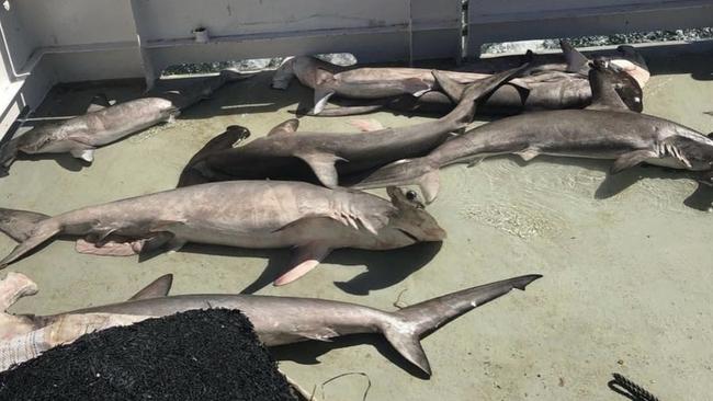 Dead hammerhead sharks on a boat, which were found trapped in shark nets off Sydney. Picture: Envoy: Shark Cull