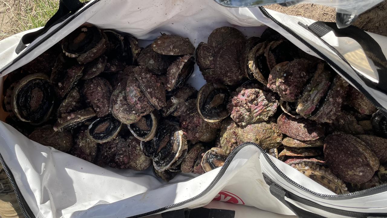 Illegal abalone haul seized by Fisheries NSW. Picture: Supplied