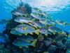 Pictures show Great Barrier Reef at its best