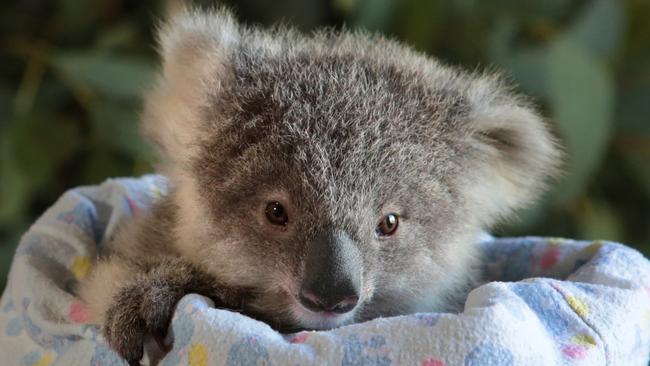 Adorable ... baby Peter. Picture: Robert Pozo