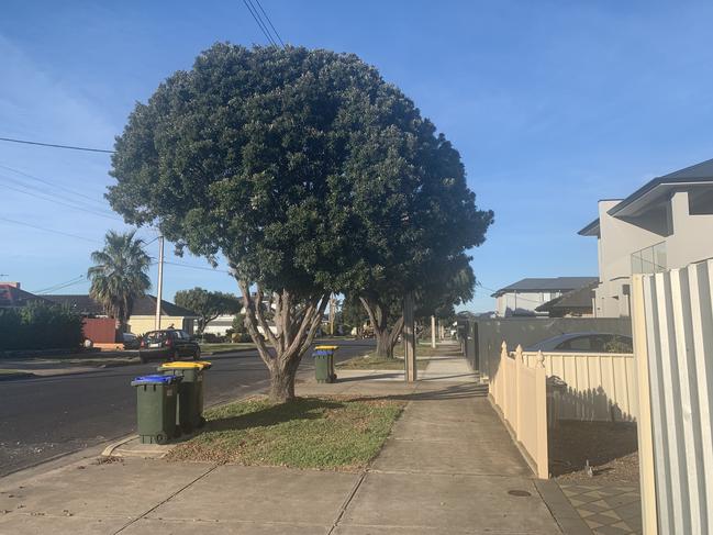 A tree that Semaphore Park residents are begging to have removed. Pic: Paula Thompson