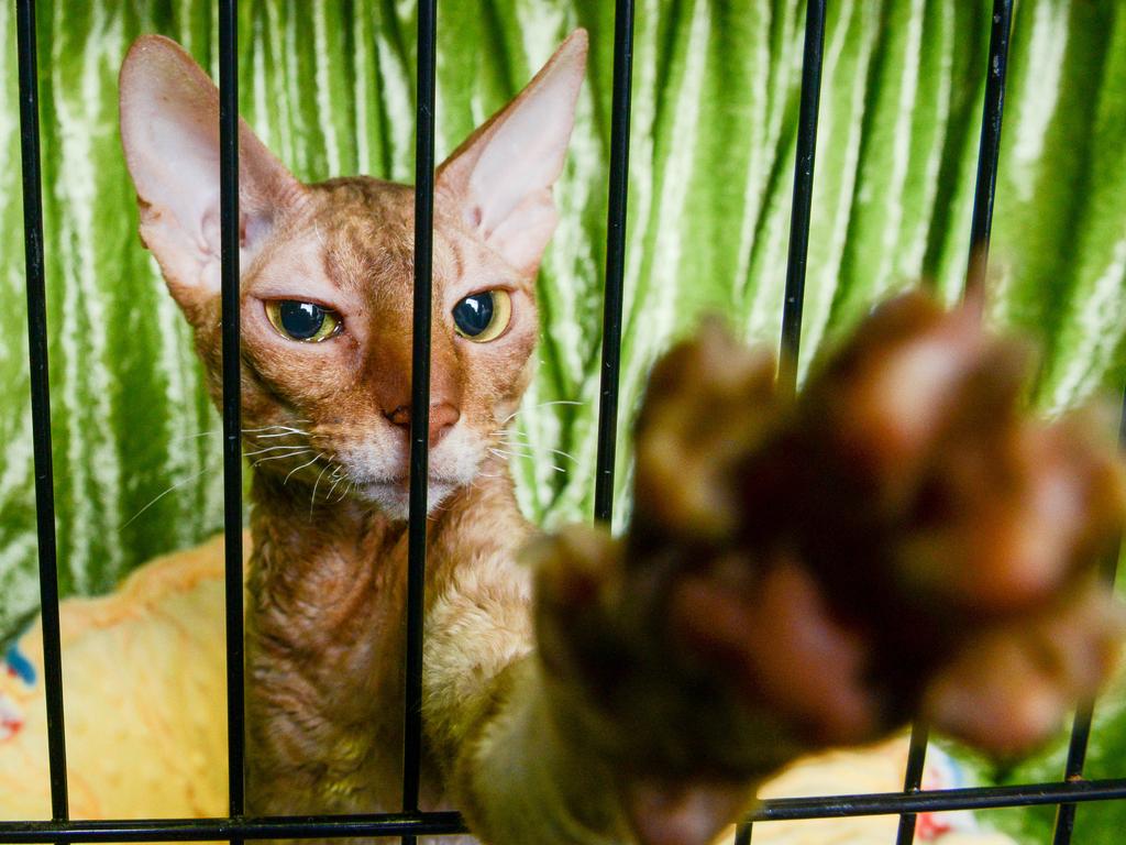 Sausage the cornish rex prizewinning cat at the Royal Show. Picture: Brenton Edwards