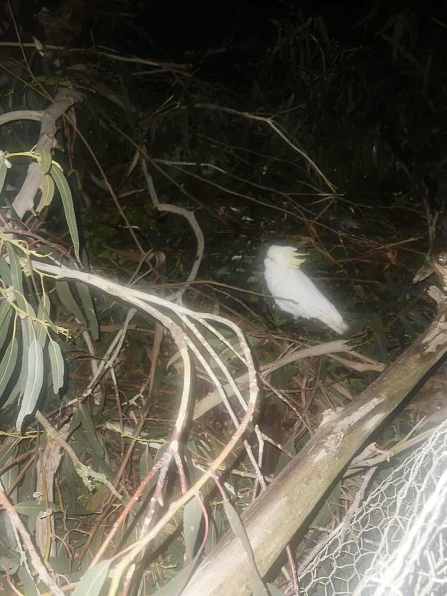 Five trees were down at The Big Rocking Horse. Picture: Facebook