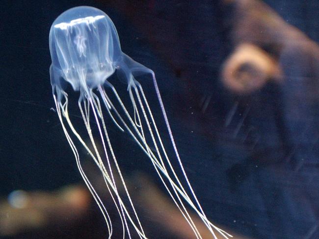 Two boys stung by jellyfish off Capricorn Coast