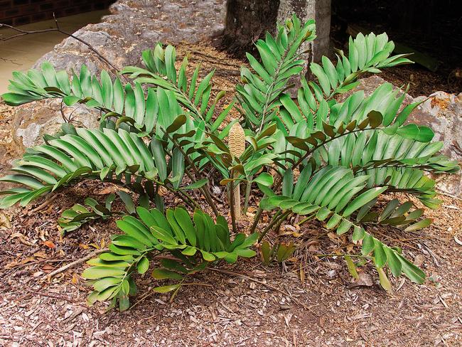 <i>Zamia furfuracea</i>, with seed cone