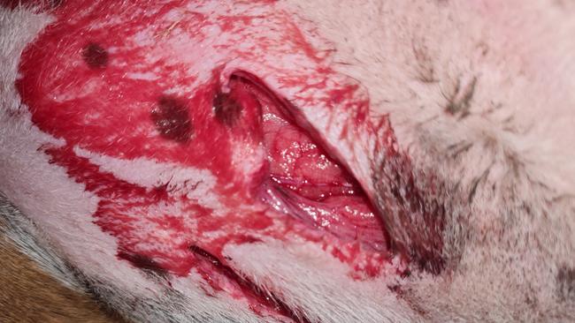 A distressed Brisbane disability carer could be up to $7k out of pocket after her beloved dog Scout was viciously attacked near a school – leaving her covered in bite marks and with tears to her chest and stomach. Photo – contributed.